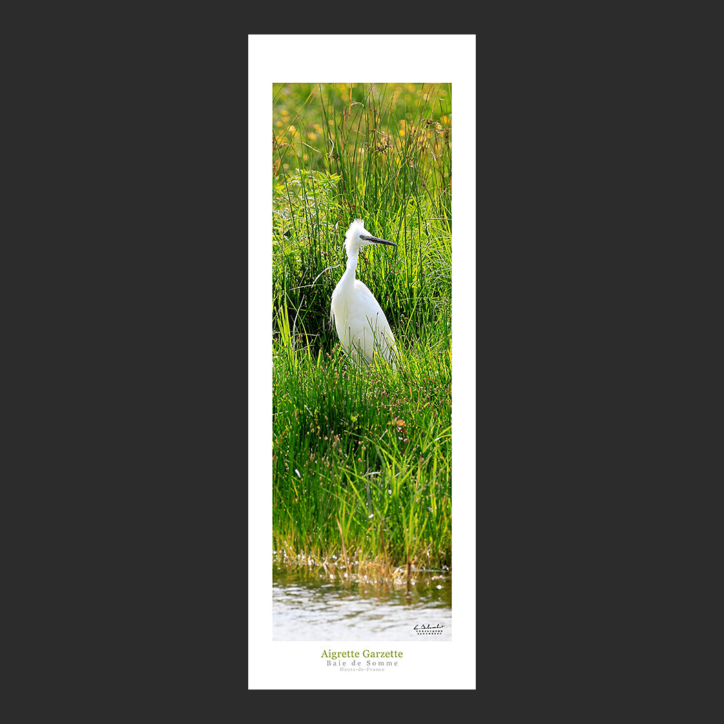 Affiche photo 2696 Aigrette Garzette dans un étang de la Baie de Somme
