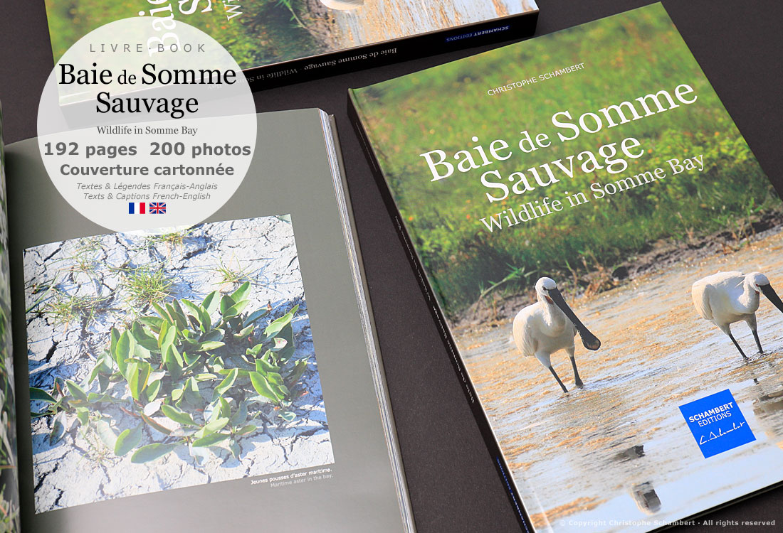 Livre de photographies Baie de Somme Sauvage Wildlife in Somme Bay - Aster - Somme Côte Picarde Hauts-de-France - Auteur Christophe Schambert
