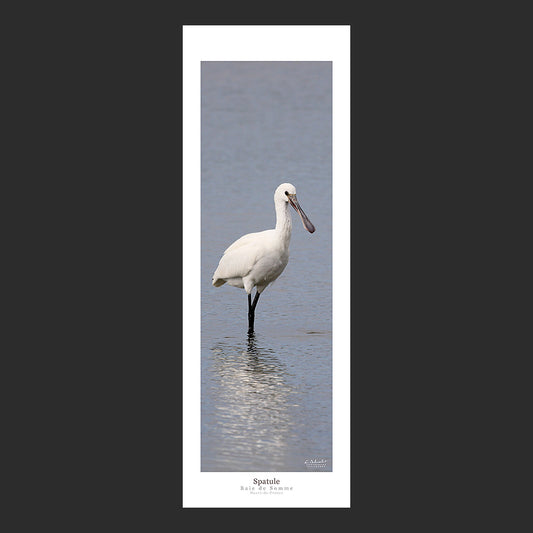Affiche photo 2689 Spatule dans un étang de la Baie de Somme