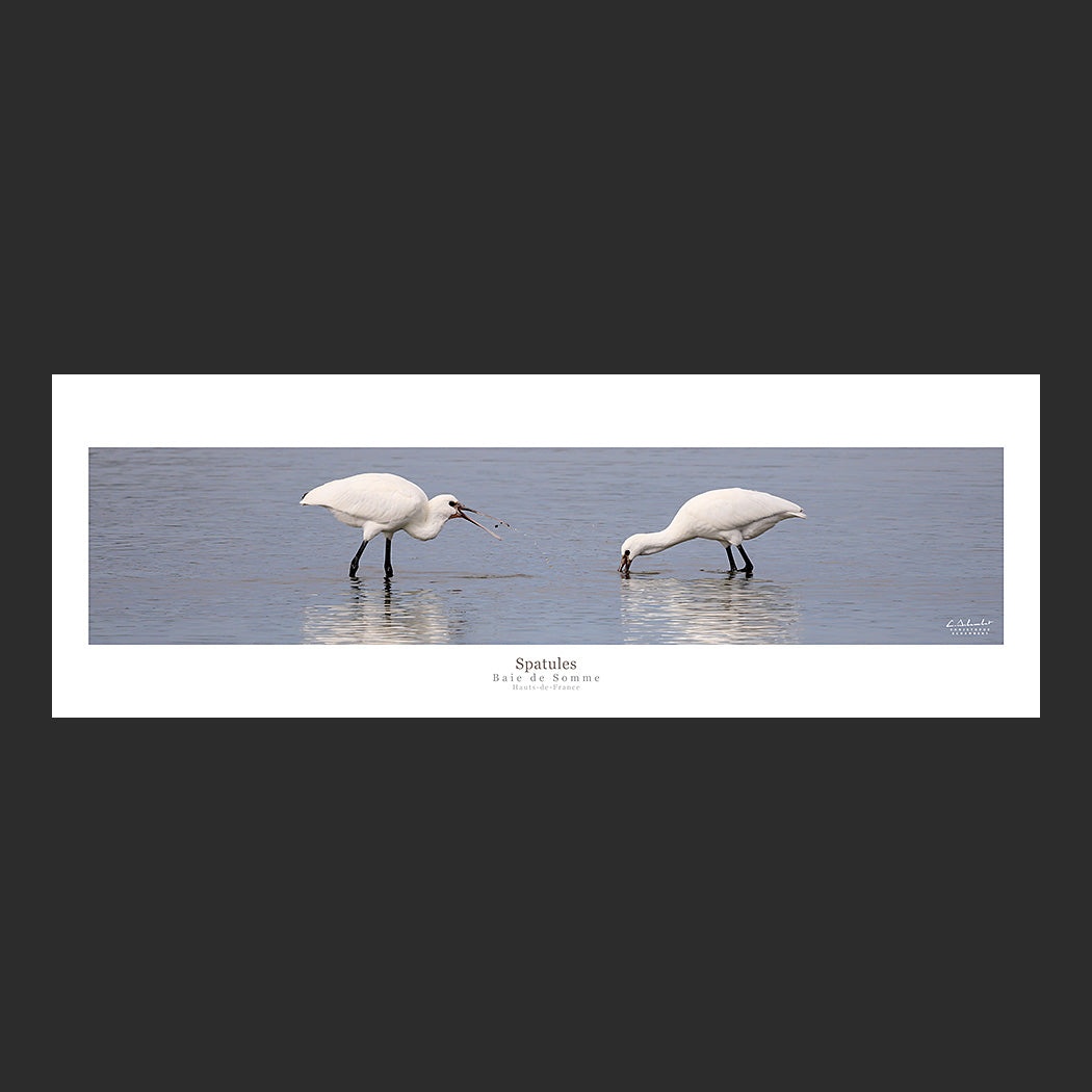 Affiche photo 2690 Spatules pêchant dans un étang de la Baie de Somme