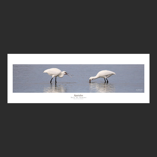 Affiche photo 2690 Spatules pêchant dans un étang de la Baie de Somme